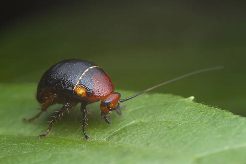 Kingsville Pest Control in Kingsville, TX — business photo 5