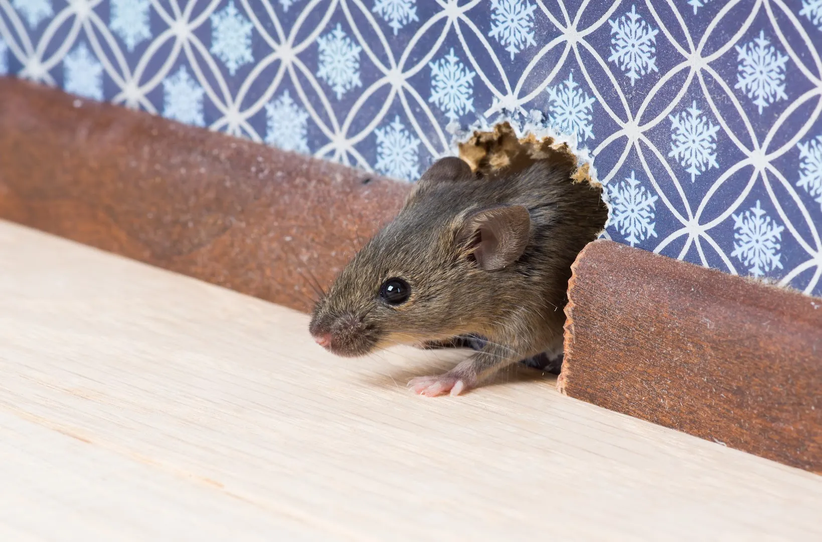 Kingsville Pest Control in Kingsville, TX — business photo 6
