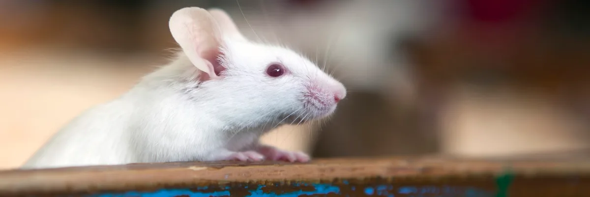 Kwik Kill Exterminators of Texas — pest control in Houston, HARRIS County, TX