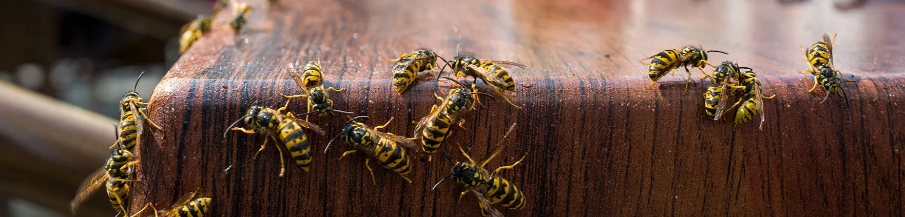 Lakeside Pest Control in Dallas, TX — business photo 2