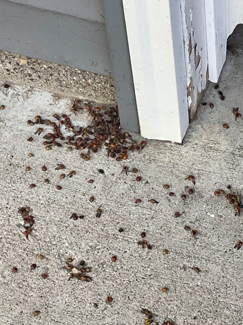 Lakeside Pest Control in Dallas, TX — business photo 5