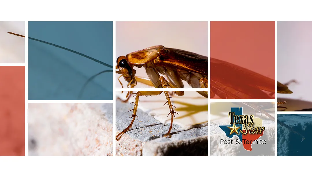Texas Star Pest & Termite — pest control in Denton, DENTON County, TX
