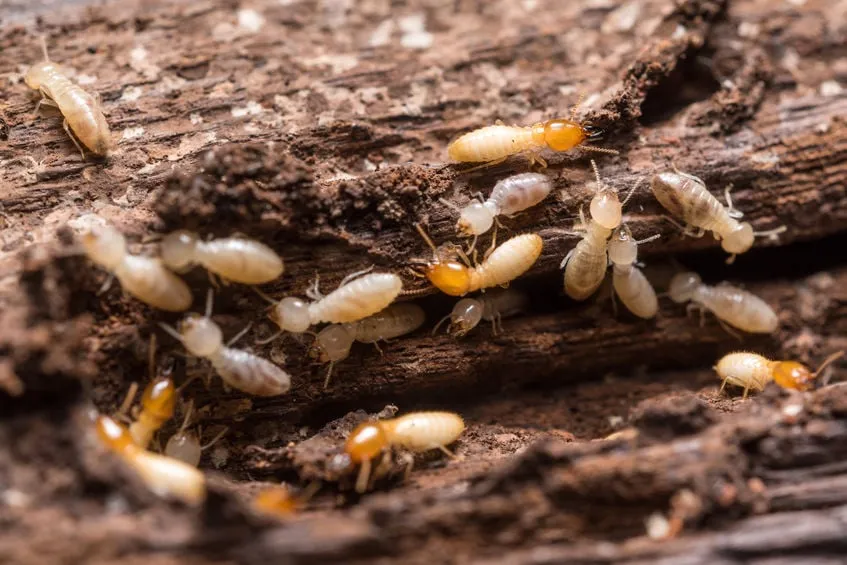 Lightning Pest & Termite Control in Bastrop, TX — business photo 2