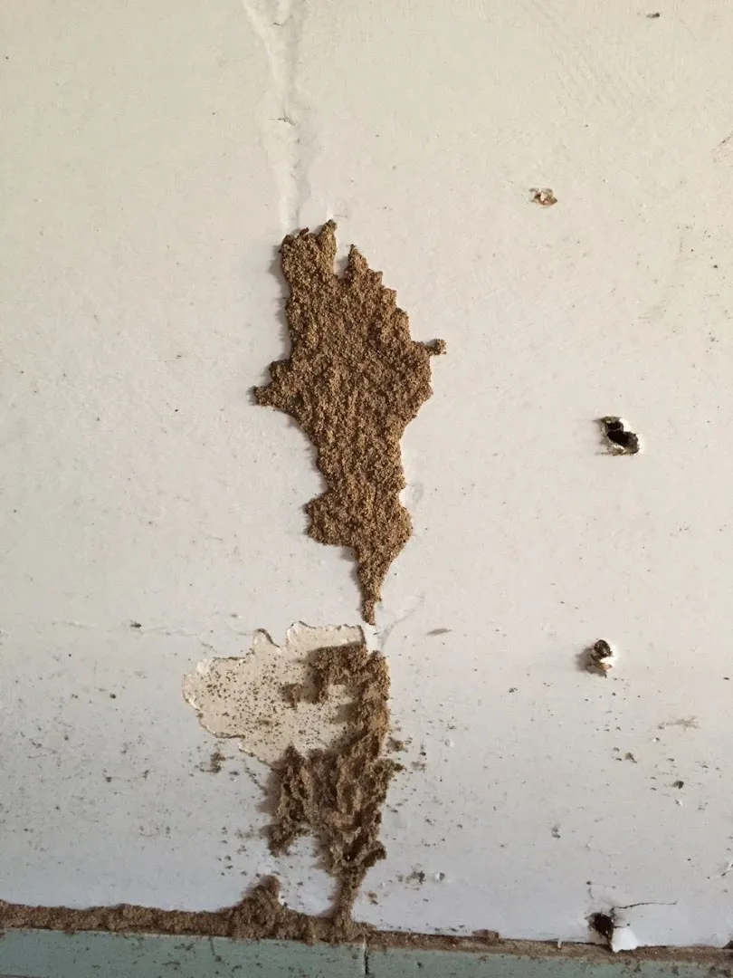 Lightning Pest & Termite Control in Bastrop, TX — business photo 5