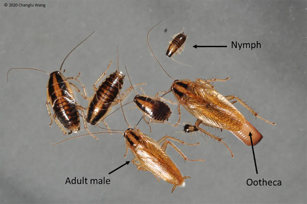 Lightning Pest & Termite Control in Bastrop, TX — business photo 6