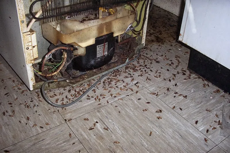 Stryker Pest Control LLC in Columbus, TX — business photo 6