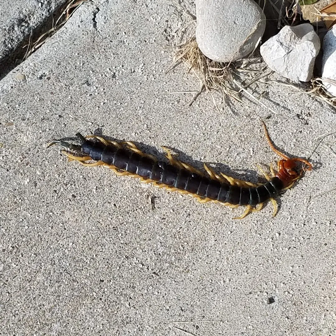 Maverick Termite & Pest Control in Sweetwater, TX — business photo 5