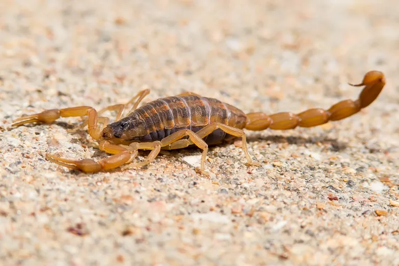 Backyard Comfort & Pest Control in Bryan, TX — business photo 5