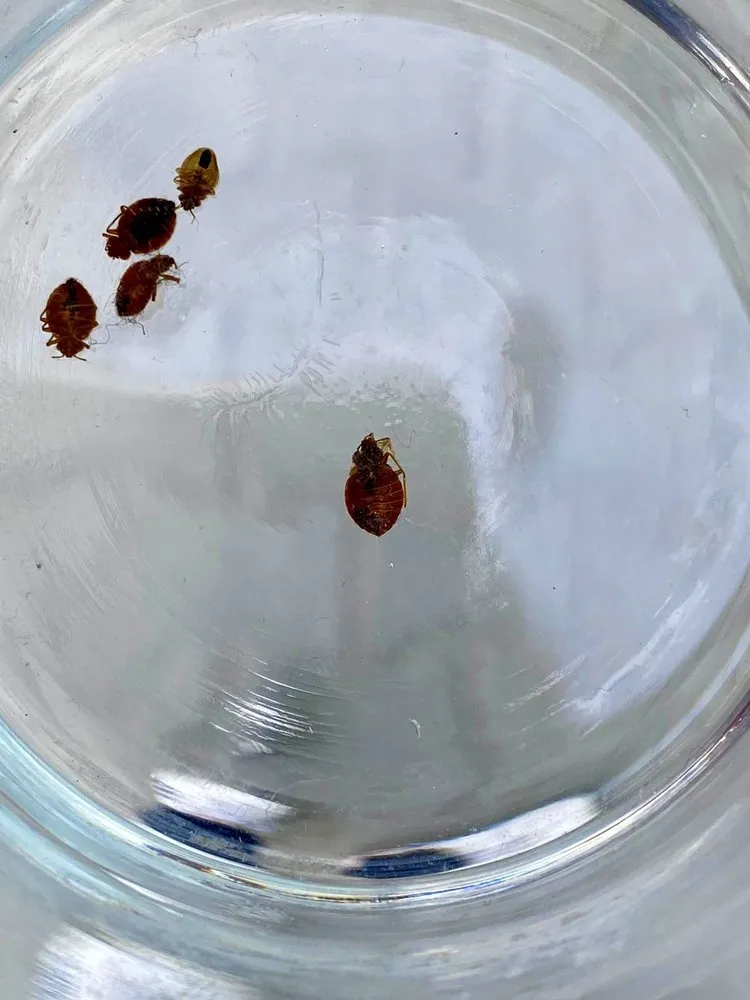 Tip Top Pest Control Dallas in Dallas, TX — business photo 3