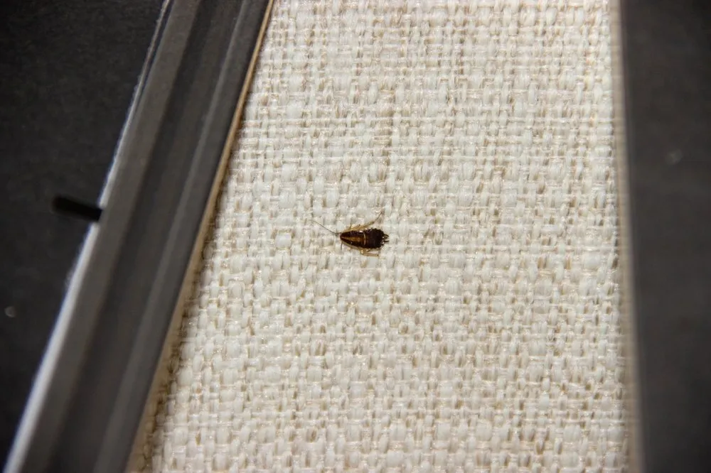 Tip Top Pest Control Dallas in Dallas, TX — business photo 6