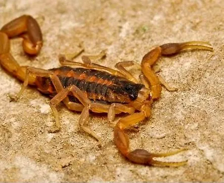 Neill's Pest Control in Johnson City, TX — business photo 2