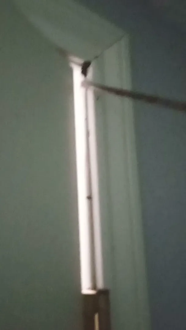 Nemesis Pest Control in Edinburg, TX — business photo 4