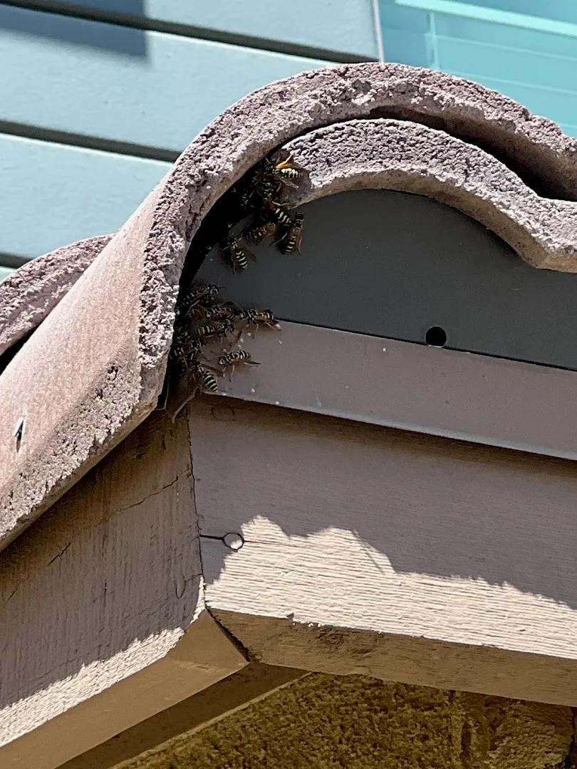 Nichols pest control in Conroe, TX — business photo 2