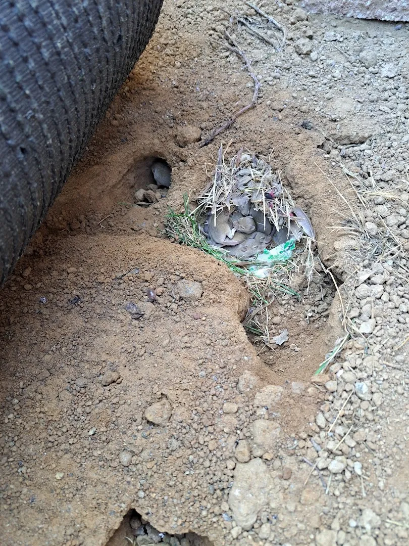 Nichols pest control in Conroe, TX — business photo 4