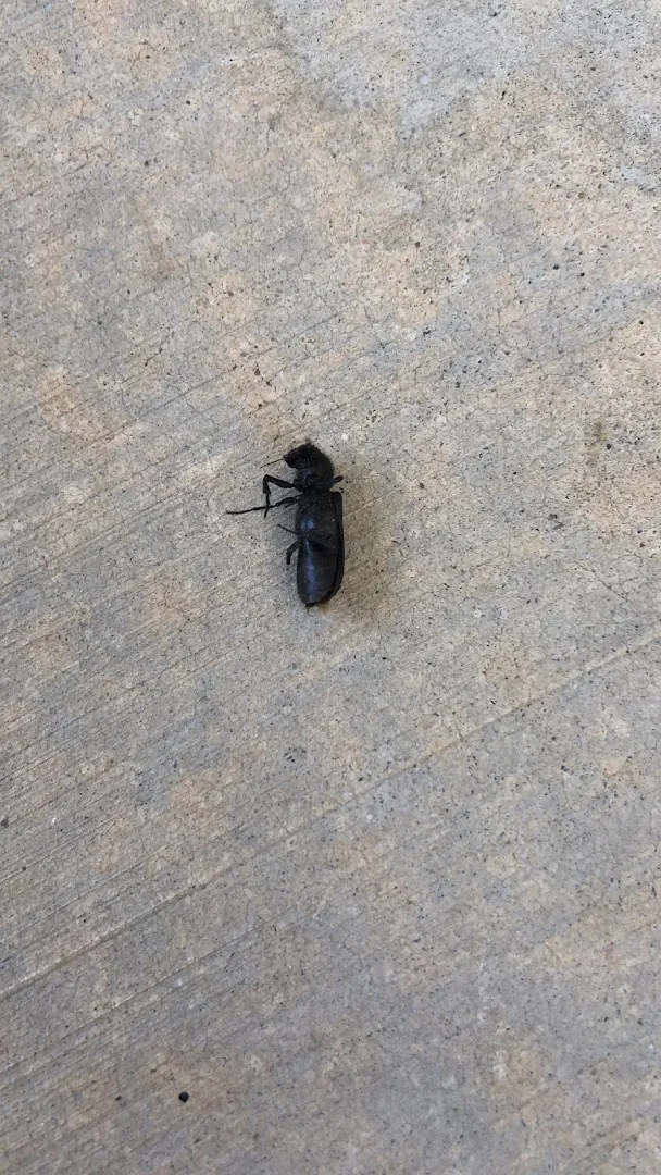 Nichols pest control in Conroe, TX — business photo 5