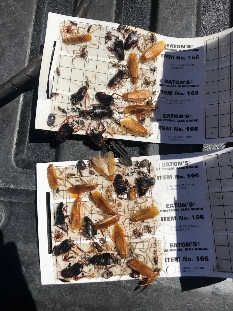 Nichols pest control in Conroe, TX — business photo 6