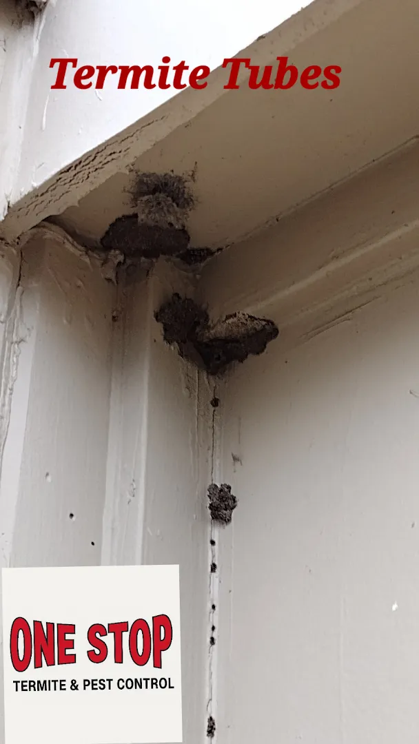 One Stop Termite and Pest Control in Fort Worth, TX — business photo 4