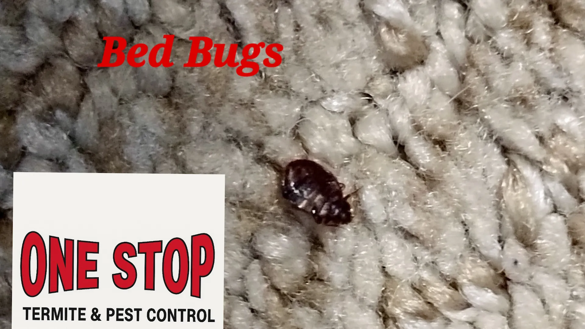 One Stop Termite and Pest Control in Fort Worth, TX — business photo 5