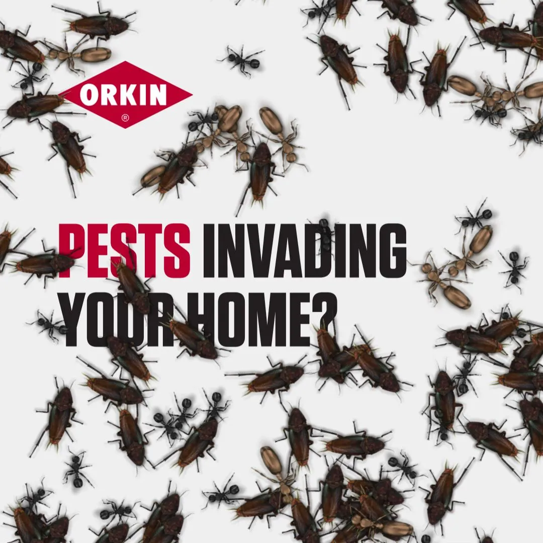 Orkin in Beaumont, TX — business photo 2