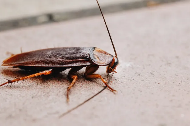 Pest Patrol in Corpus Christi, TX — business photo 3