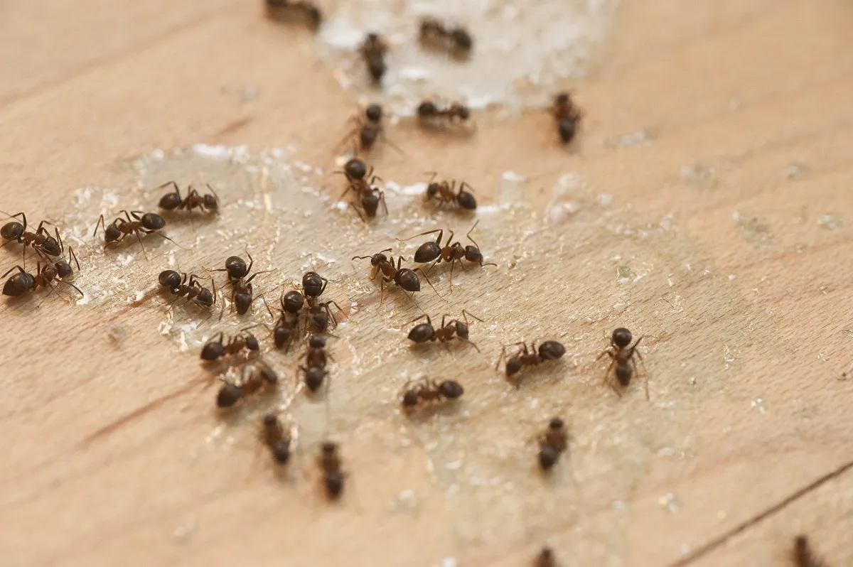 Georgetown Pest Control in Georgetown, TX — business photo 2