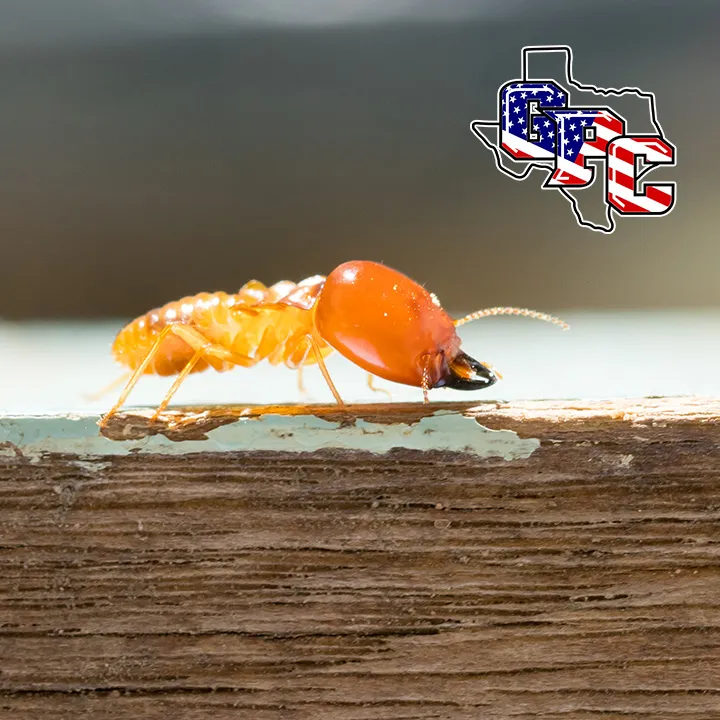 Georgetown Pest Control in Georgetown, TX — business photo 3