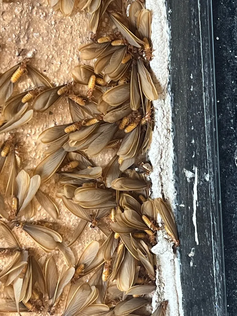 Georgetown Pest Control in Georgetown, TX — business photo 4