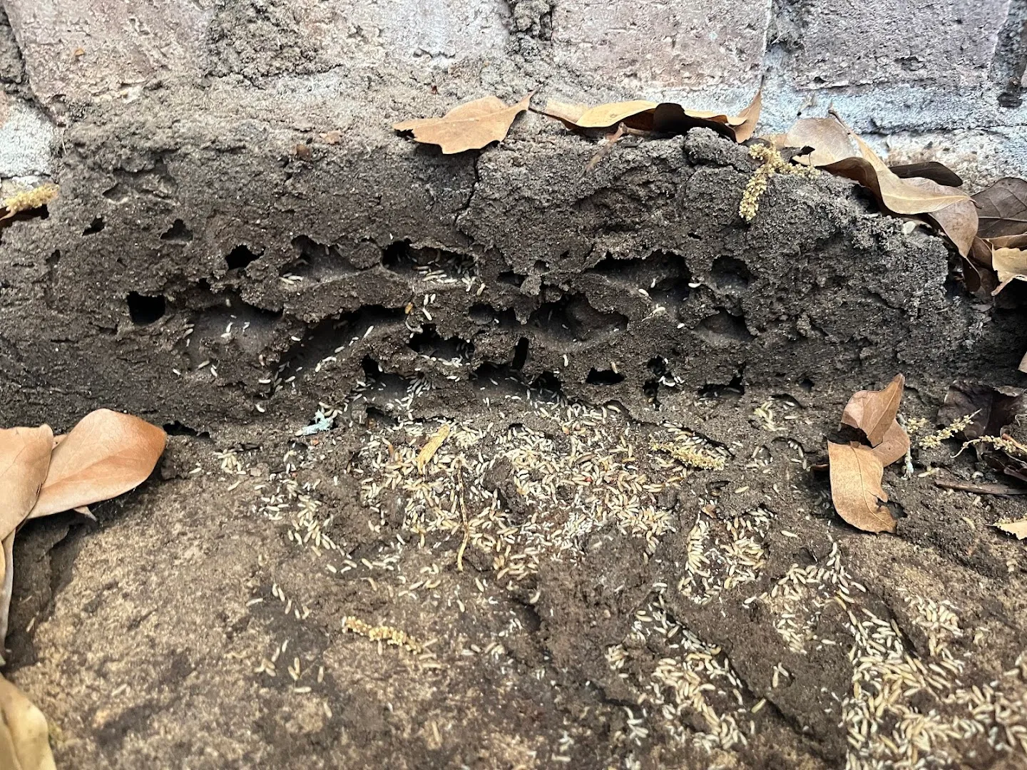 Pest Pros in Victoria, TX — business photo 3