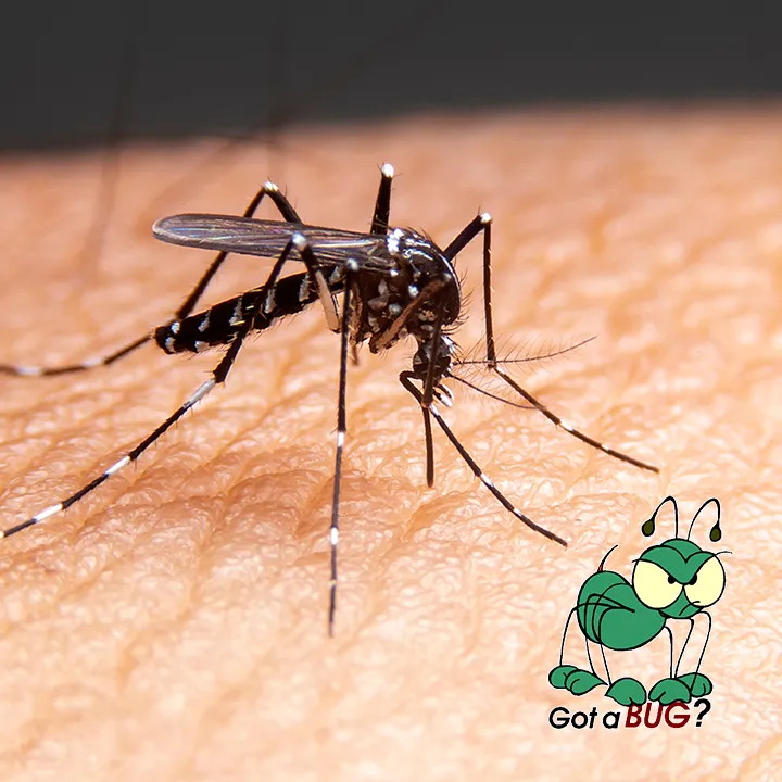 PestcoPro Termite & Pest Control in Orange, TX — business photo 4