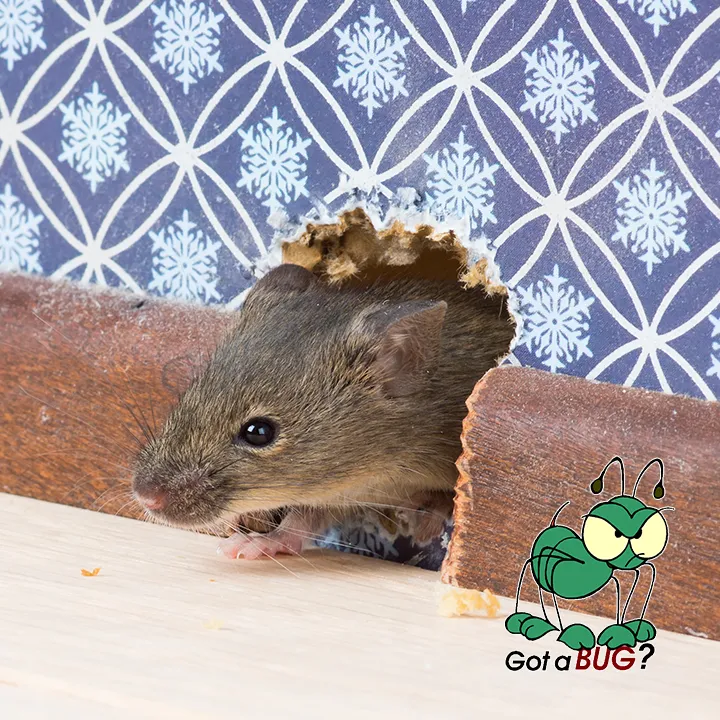 PestcoPro Termite & Pest Control in Orange, TX — business photo 5