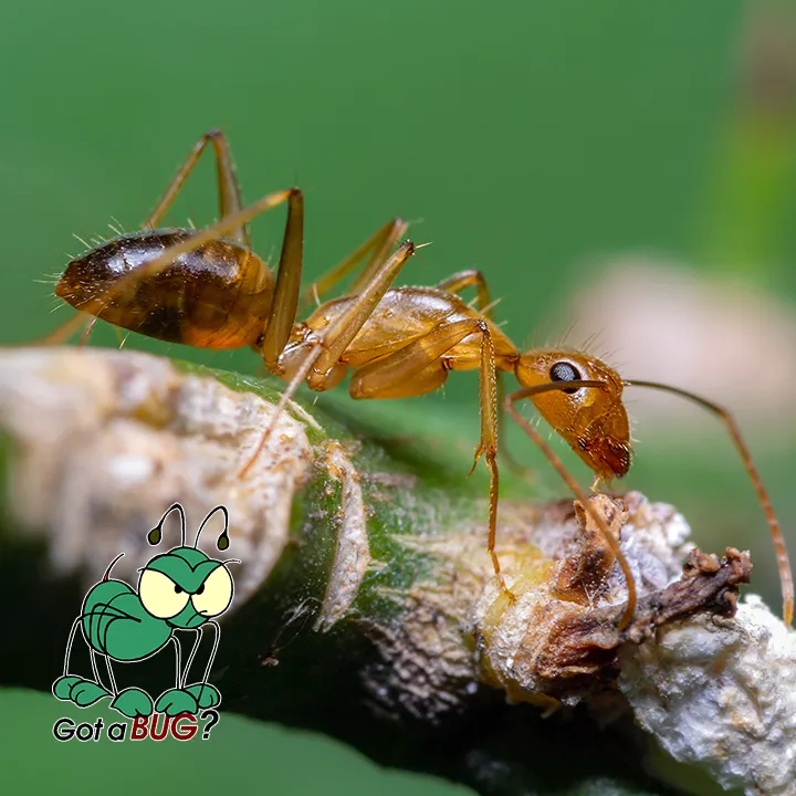 PestcoPro Termite & Pest Control in Orange, TX — business photo 6