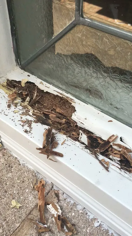 Pestop in Houston, TX — business photo 3