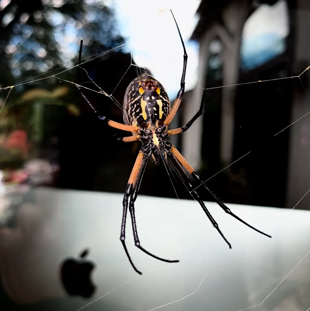 Pestpro of San Antonio, LLC. in San Antonio, TX — business photo 2