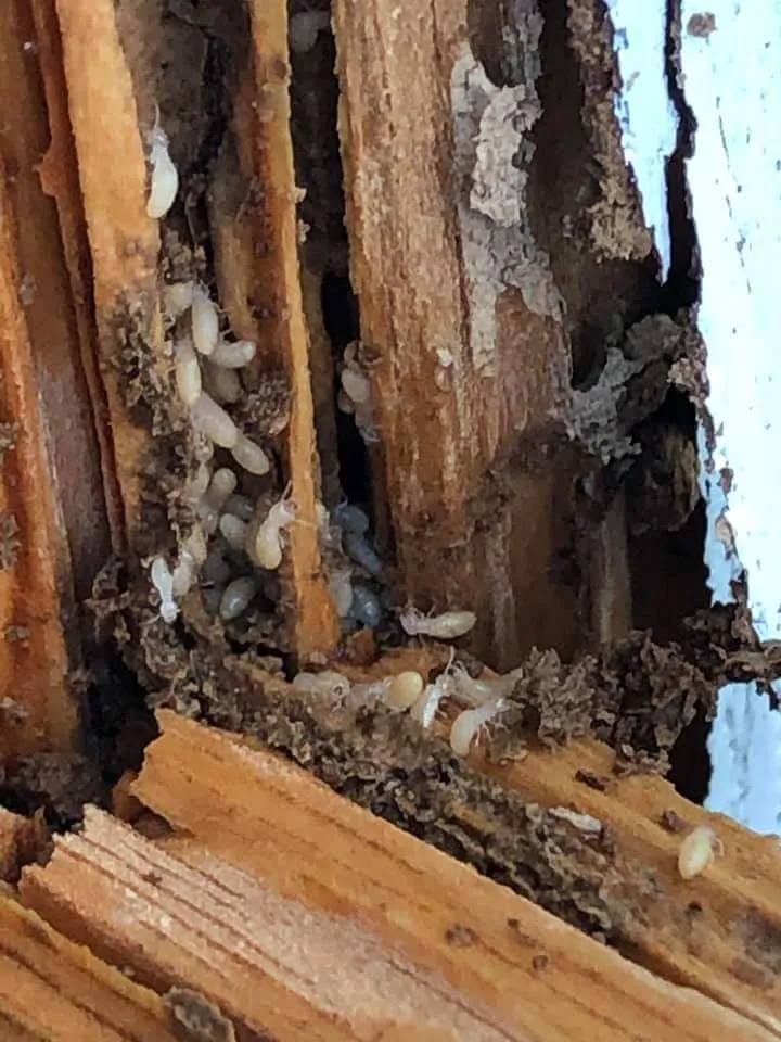 All-Rid Pest & Termite Inc. in Decatur, TX — business photo 4