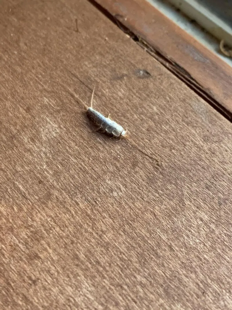 All-Rid Pest & Termite Inc. in Decatur, TX — business photo 6