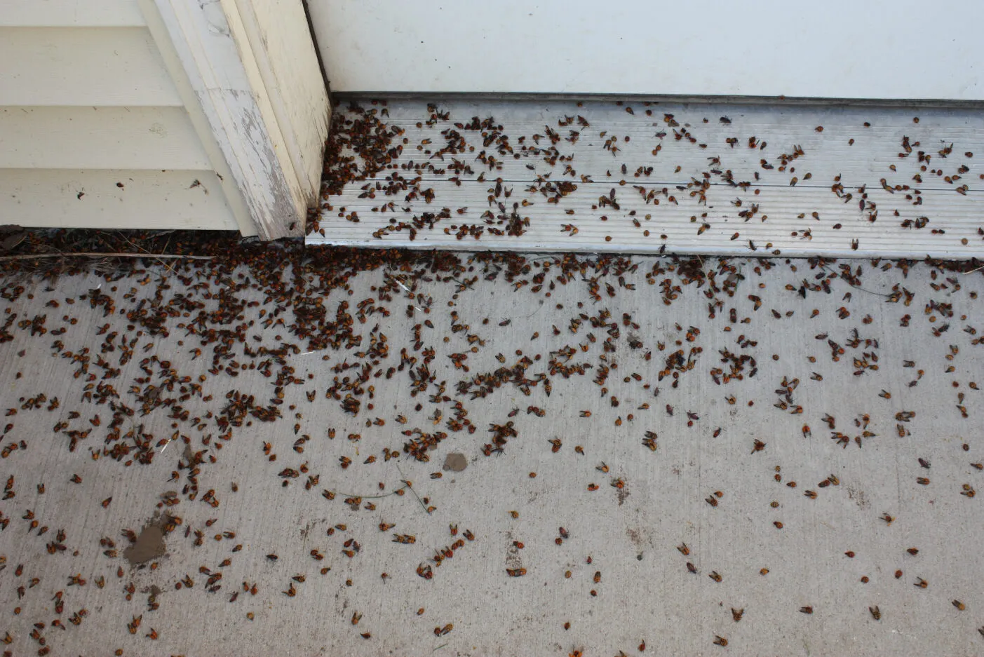 Pied Piper Pest Control in San Antonio, TX — business photo 2