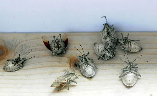 Pied Piper Pest Control in San Antonio, TX — business photo 5