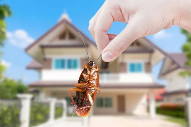 San Angelo Pest Control Co — pest control in San Angelo, TOM GREEN County, TX