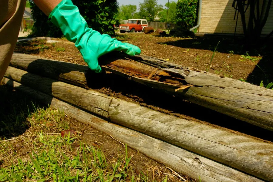 Plano Pest Control Inc in McKinney, TX — business photo 3