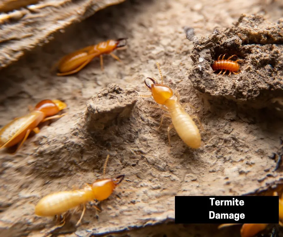 Preferred Pest Control Inc in Richmond, TX — business photo 3