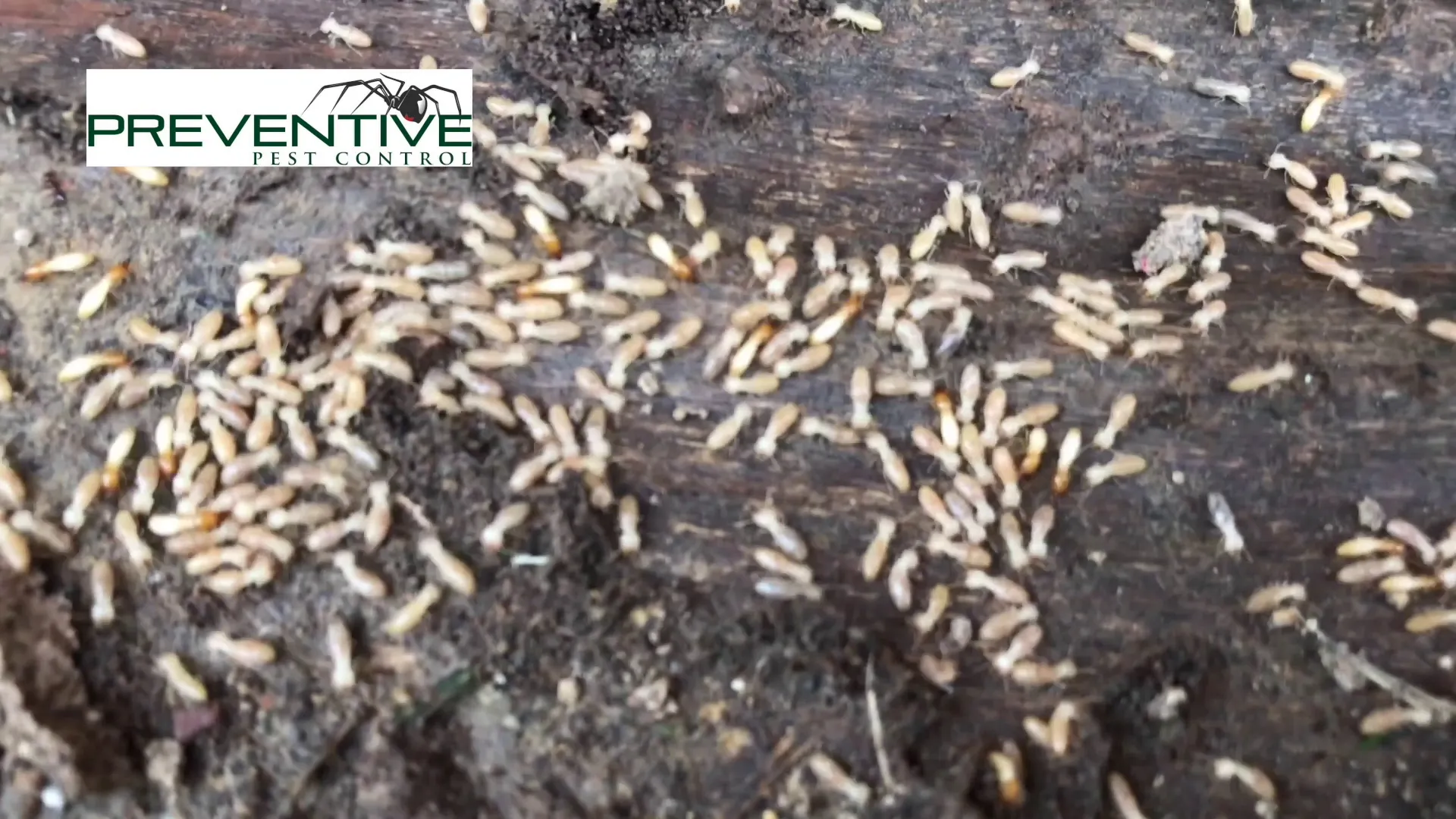 Preventive Pest Control in Houston, TX — business photo 3