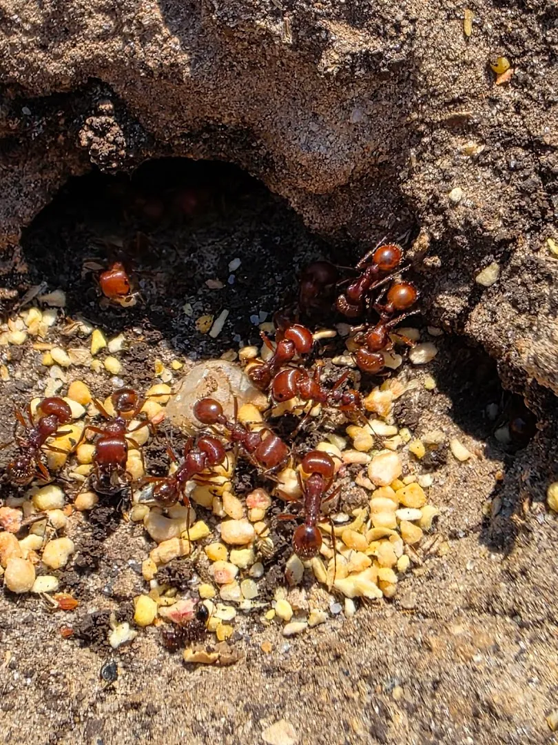 Pro Defense Pest Control in San Antonio, TX — business photo 2