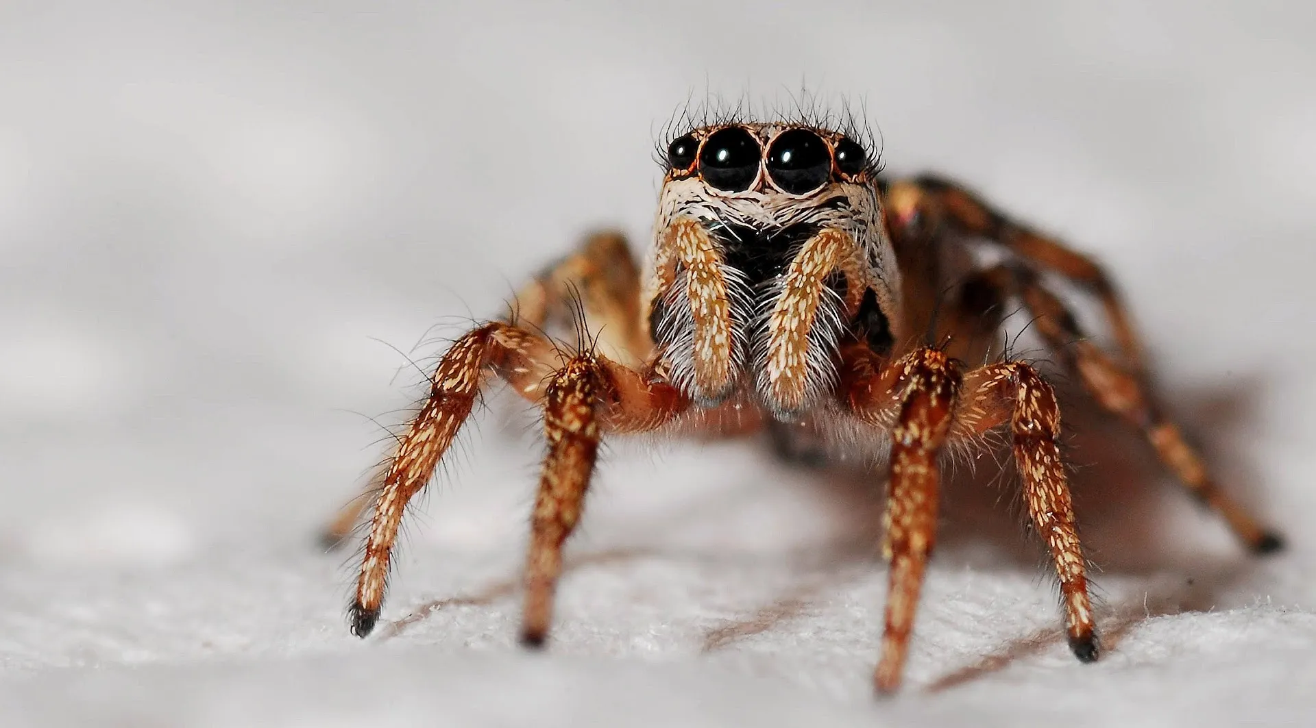 Pro Defense Pest Control in San Antonio, TX — business photo 6