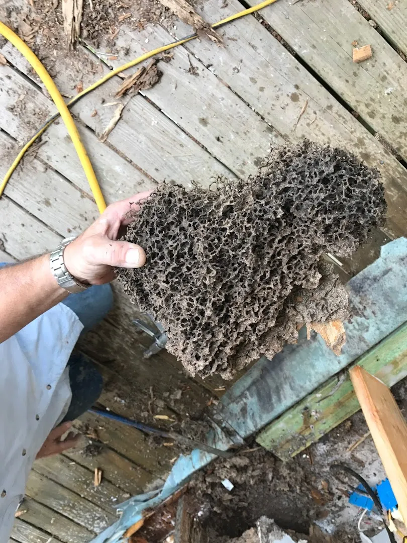 Prokill Pest Control — pest control in Galveston, GALVESTON County, TX