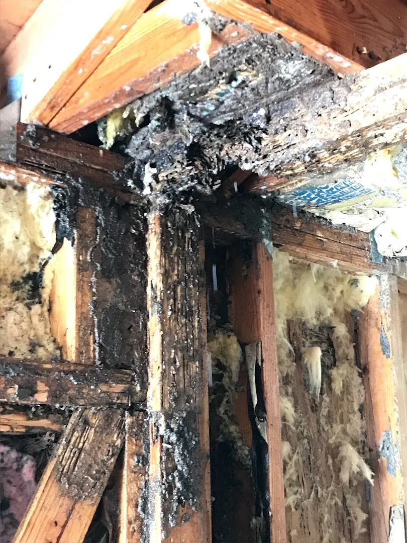 Prokill Pest Control in Galveston, TX — business photo 3