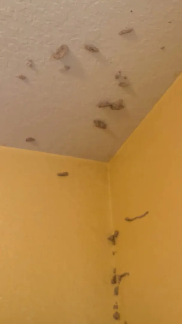 Prokill Pest Control in Galveston, TX — business photo 4