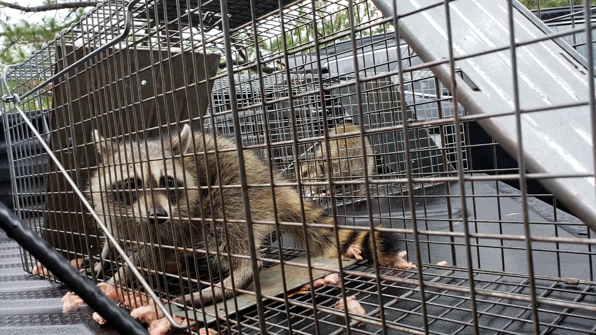 Pro-Shot Pest Control in Richmond, TX — business photo 6