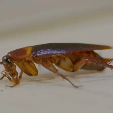BugBusterz Pest Control LLC in Richmond, TX — business photo 3