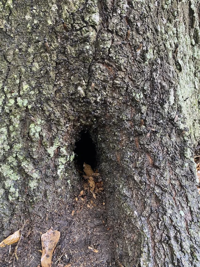 Quality Pest Control in Liberty, TX — business photo 5