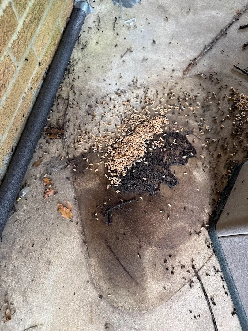 Redi Pest Control in Baird, TX — business photo 5
